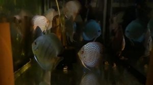 Игра света (Дискусы перед сном).