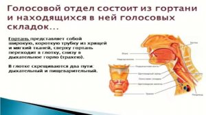 Жилова-Ю.П.-Анатомия-органов-речи