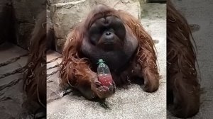 Захар и кисель