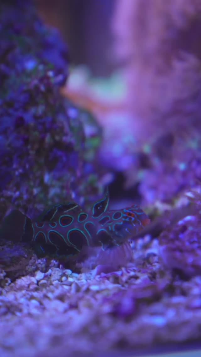 Мандаринка в аквариуме жирная прелесть)) смотреть онлайн