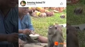 Обезьяна не даёт кушать