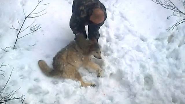 Сахалин. КПП ЗАО"Петросах" Мертвый Волк  15 04 2015 смотреть онлайн