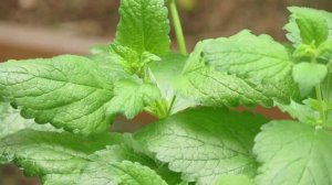 Melissa officinalis