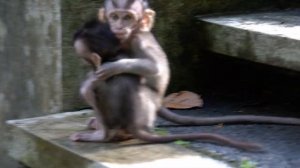 Monyet kecil yang saling menyayangi #tuabangmonkey