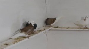 Гусь-Хрустальный, голуби Сергея Сухова