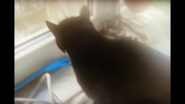 Разговорчивый кот встретил скворца смотреть онлайн