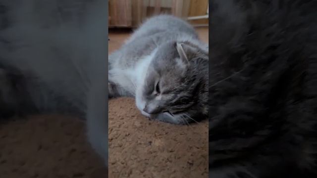 Обложили со всех сторон смотреть онлайн