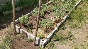 Шпалера для подвязки помидоров