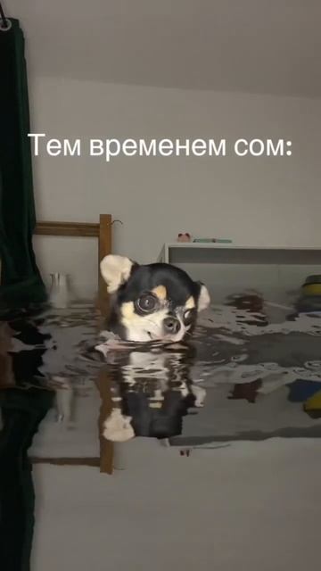 #сом #сомлюдоед #хорор #страшныеистории #жуткиеистории #ужасынаночь #ужасы #приколы #приколыживотны