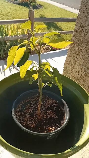 Finally got my first Pepper from this Jalapeno plant.. смотреть онлайн