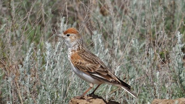 Песня белокрылого жаворонка Alauda leucoptera / Song of White winged Lark смотреть онлайн