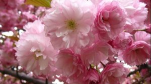 Саженцы Сакуры