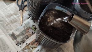Рассада больше не займёт много места! Лучьший способ!