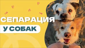 Собака не умеет оставаться одна, СЕПАРАЦИЯ у собак