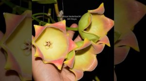 Hoya Lauterbachii - AH Hoya