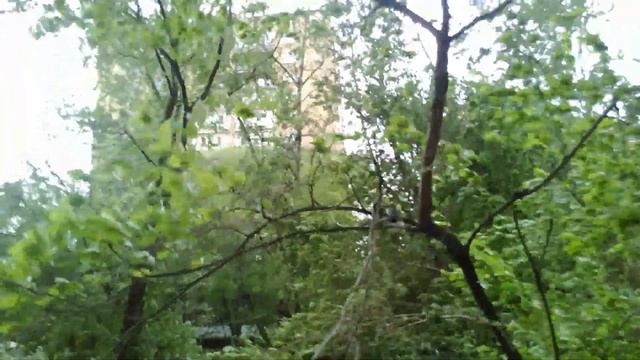 Сильный ветер в Москве 29.05.2017 смотреть онлайн