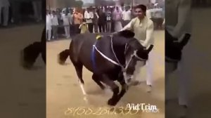 Лошадь танцует