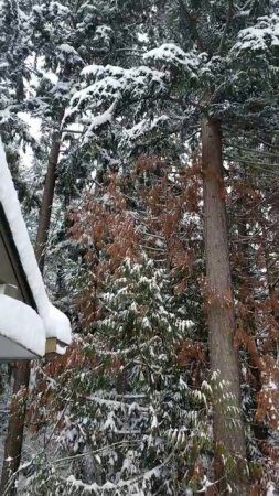 Two Cedar trees snuffed out by taller Doug Fir canopy