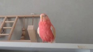 Голос розовобрюхого травяного попугая - боурки. Пение.