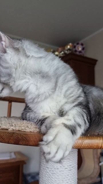 котёнок мейн кун из питомника Страна Гулливеров, gulliver-coon.ru