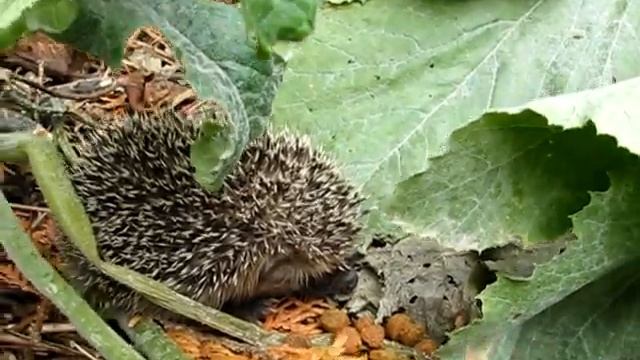 Hemžení na zahradě смотреть онлайн