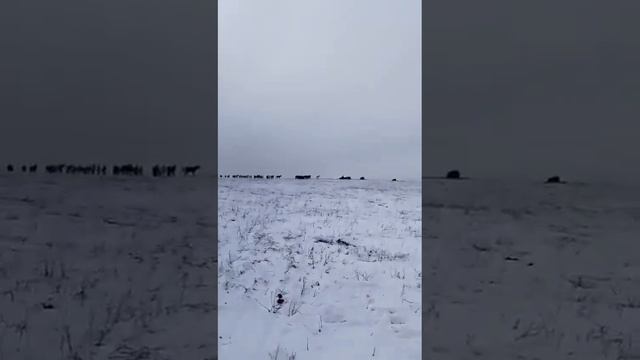 Приморье Октябрьском районе Вышел тигр сожрал коня смотреть онлайн