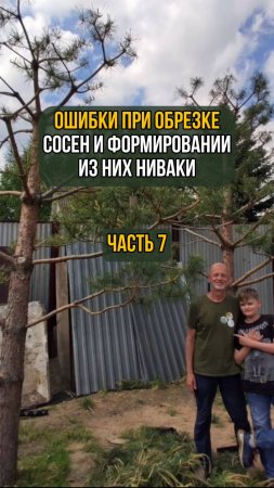 Ошибки при обрезке сосен и формировании из них ниваки. Часть 7