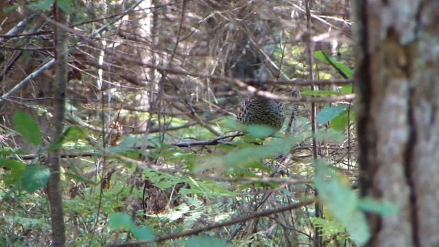 Копия видео Рябчик свистит смотреть онлайн