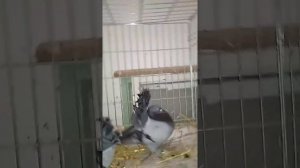 Магнитогорские сизые статные