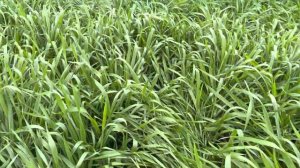 Озимая пшеница Юка. Телеграмм: Фугустим.