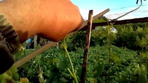 Коротко о прививке винограда зелёной коронкой.