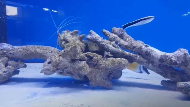 #aquapoliswalbrzych Acanthurus Mata, Siganus vulpinus, Salarias fasciatus смотреть онлайн