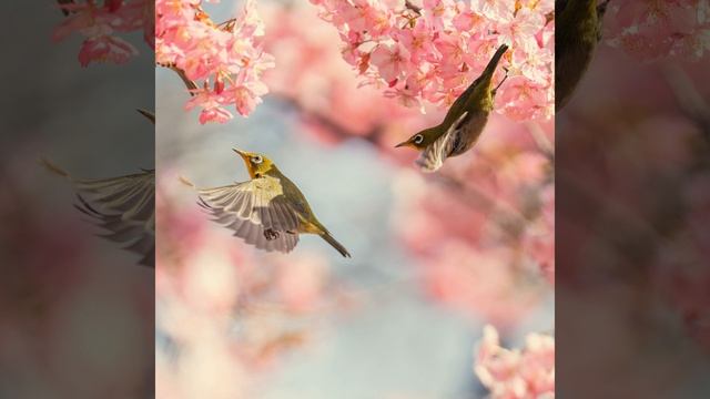 Sounds of birds singing смотреть онлайн