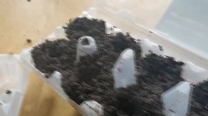 Сажаю краснолистную яблоню семенами