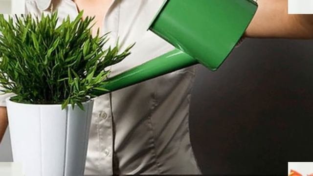 Полив комнатных растений.