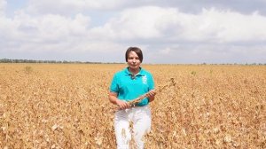 Уборка сои сорта Командор