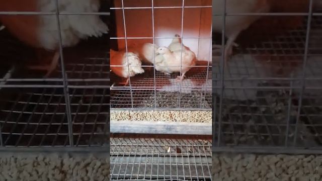 Купил перепелов, яйценоскость убойная на своём комбикорме.