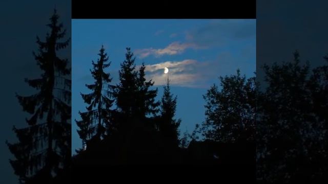 Красоты сибирского леса смотреть онлайн