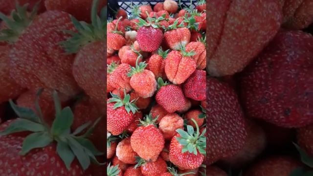 Моя клубника))))) смотреть онлайн