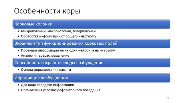 7.1 Кора мозга