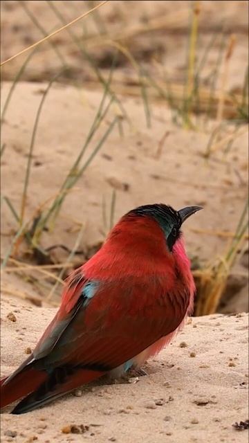 Red Carmine Bee Eater Bird #shortsfeed #shorts #shortsvideo #nature #calm #relaxing #wildlife смотреть онлайн
