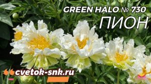 Пион Green Halo. Цветение 2022 года / Сад Ворошиловой