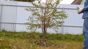 если не обрезать деревья, пример на абрикосе, какие ошибки