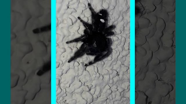 173.#बोल्ड जंपर मकड़ा# BOLD #JUMPER SPIDER# #PHIDIPPUS AUDAX# OF #NORTH AMERICA BY: DR.G.G.SARASWAT