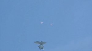 Наши Голуби+Небо+Потери. Our Pigeons+Sky+Losses