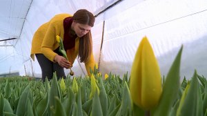 Как выращивают тюльпаны на Ставрополье?