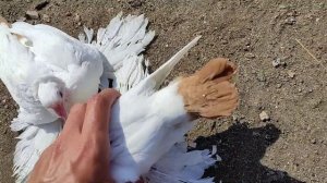 Желтохвостые северокавказские голуби. Казахстан, г. Костанай.