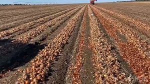 Механизированная уборка лука - Альфа F1 (INDERO SEMENTI)