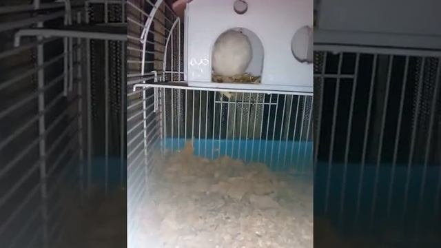 Хомяк джесси,часть 2