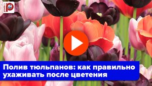 Тюльпаны отцвели? Сделайте ЭТО, чтобы они пышно цвели в следующем году!